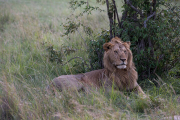 Male lions in the Masai Mara savannah