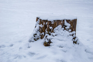 large tree stump in the park covered in snow