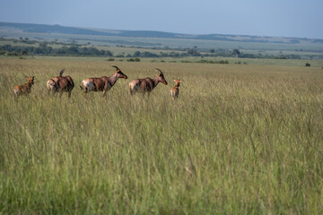 Naklejka na ściany i meble Topi Antelope in the savannah of Africa