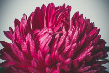 Red chrysanthemum with dew drops on the petals