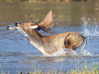 Fototapeta premium Common or European fallow deer (Dama dama) jumping and running through the water of the wetlands, chasing a female in heat in Aiguamolls Emporda Girona Spain