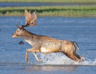 Common or European fallow deer (Dama dama) jumping and running through the water of the wetlands, chasing a female in heat in Aiguamolls Emporda Girona Spain