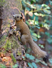 Grey-bellied Squirrel (Callosciurus caniceps) in rainforest, Kaeng Krachan National Park, Thailand