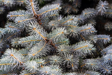 Naklejka na ściany i meble Silver pine tree, silver spruce pine, fir tree brunches closeup photo