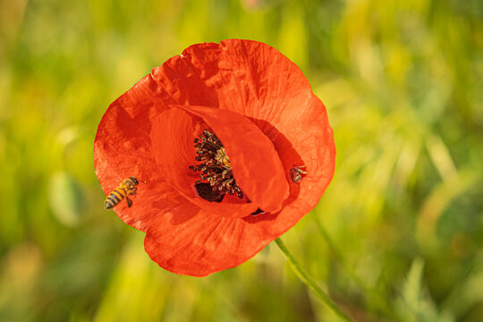 Travel in Armenia. Blossom red poppy flowers field