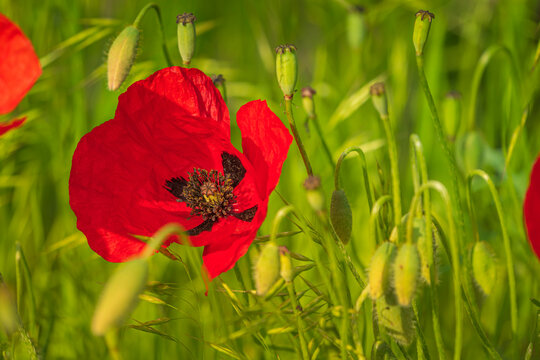 Travel in Armenia. Blossom red poppy flowers field