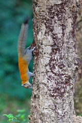 Grey-bellied Squirrel (Callosciurus caniceps) on a tree, Khao Yai National Park, Thailand