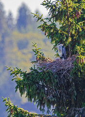 Grey Heron (Ardea cinerea) adult on nest, Baden-Wuerttemberg, Germany