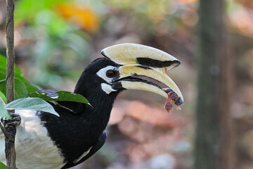 Oriental pied hornbill (Anthracoceros albirostris) holding nestling of Stripe-throated bulbul (Pycnonotus finlaysoniwith) after nest predation, Kaeng Krachan National Park, Thailand