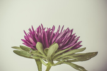 Red chrysanthemum with dew drops on the petals