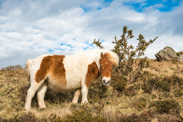 Cute white and brown Pottok of the Basque Country in the grass. Spain. - 700217342