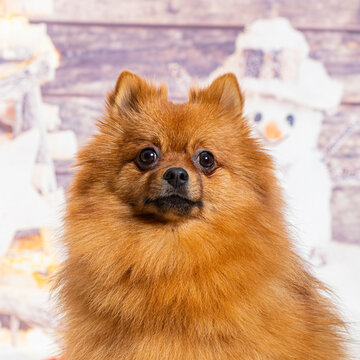 Pomeranian in front of a christmas decoration painted with a snowman and a present