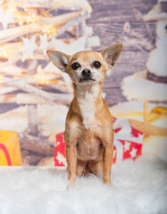 Chihuahua in front of a christmas decoration painted with a snowman and a present