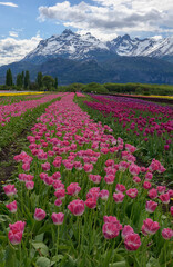 Campo de tulipanes, Esquel, patagonia Argentina