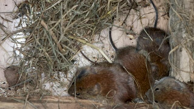 Cage housing and management. Wild mice caught alive in garden and live in a terrarium. Common red-backed vole (Clethrionomys glareolus)