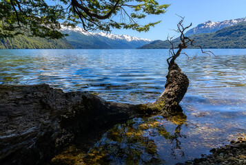 Enorme rama de árbol caída sobre lago montañoso - obrazy, fototapety, plakaty