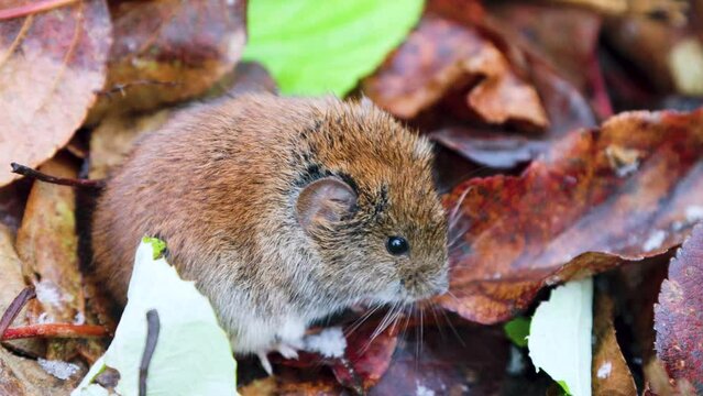 Horticulture. Voles feed on apples fallen from tree in garden until frosts. Common red-backed vole (Clethrionomys glareolus) in autumn apple orchard