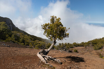 Solo Baum