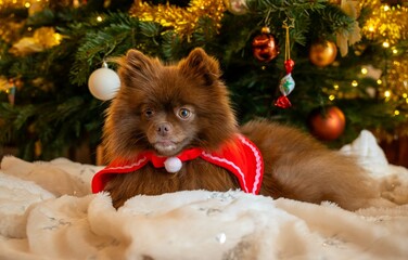 Zwergspitz Weihnachten Hund Baum Weihnachtsbehang Tier Spitz 