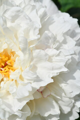 beautiful white terry peony flower blooming background. extreme macro shot