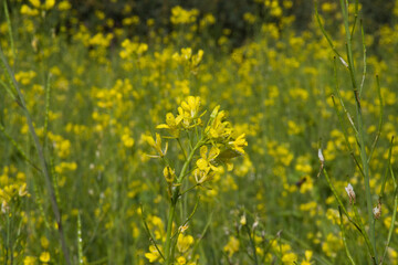 Most beautiful flower in the world. yellow mustard flower.