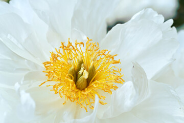 beautiful white peony flower blooming background. macro shot
