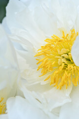 beautiful white peony flower blooming background. extreme macro shot