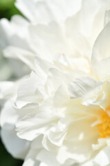 Fototapeta na wymiar beautiful white terry peony flower blooming background. extreme macro shot