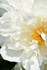 beautiful white terry peony flower blooming background. extreme macro shot