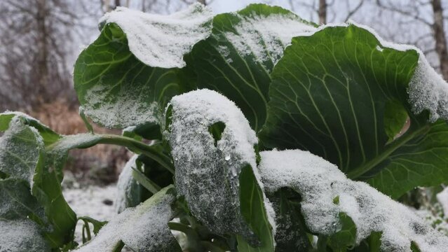 Garden cabbage has not been harvested. The remaining cabbage is in white frost after the first frost