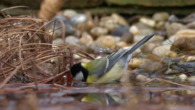 A Great Tit bathing in the water