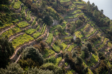 Weinbau am Hang