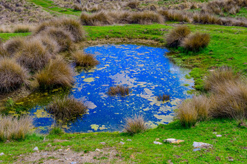 Reflective Pond with Algae in a Grassland