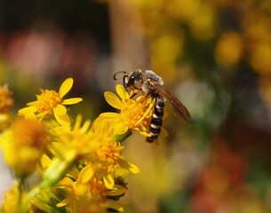 Gelbbindige Furchenbiene an einheimischer Goldrute
