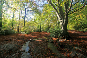 Stream in Decoy Country Park, Devon in Autumn	