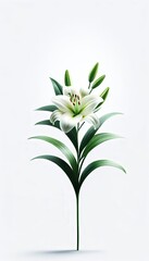 A single lily flower with green leaves and a blooming white lily