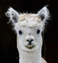 Close up View of a young Alpaca - isolated in front of black background