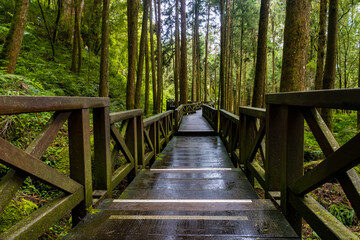 Paved Wooden Hiking Area inside of Alishan National Forest Area Surrounded by Green Jungle in Taiwan