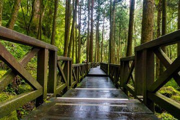 Paved Wooden Hiking Area inside of Alishan National Forest Area Surrounded by Green Jungle in Taiwan