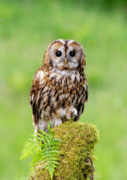 Tawny Owl