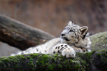 Snow leopard cub