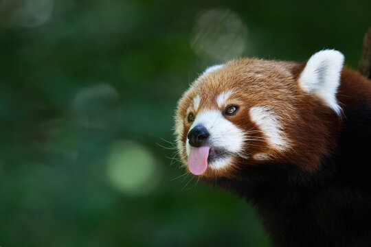 Red panda