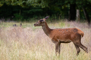 Red deer