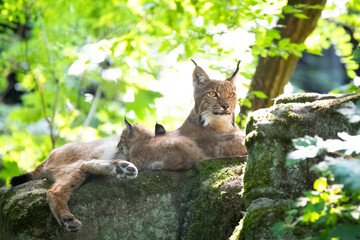 lynx mom with her cubs