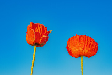 Red poppy flowers against blue sky. Travel in Armenia