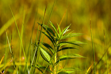 Kompozycja roślinna trawy łąka w pięknym oświetleniu.
 - obrazy, fototapety, plakaty
