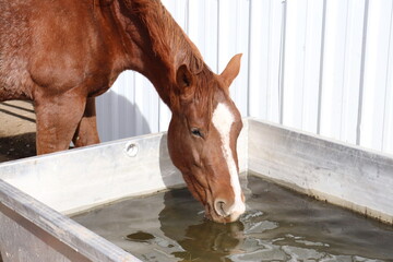 Horse Drinking