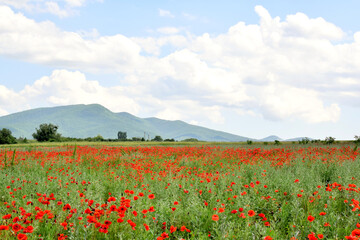 Field of blooming red poppies against the backdrop of mountains
