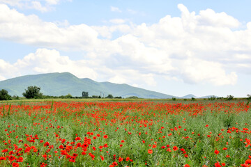 Obraz premium Field of blooming red poppies against the backdrop of mountains