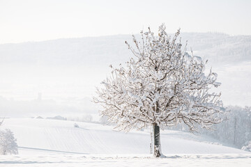 Trees in Winter Landscape